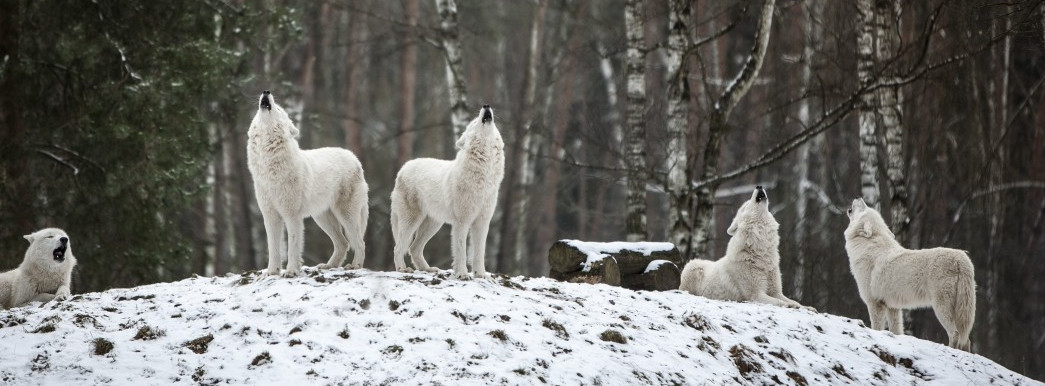 loups